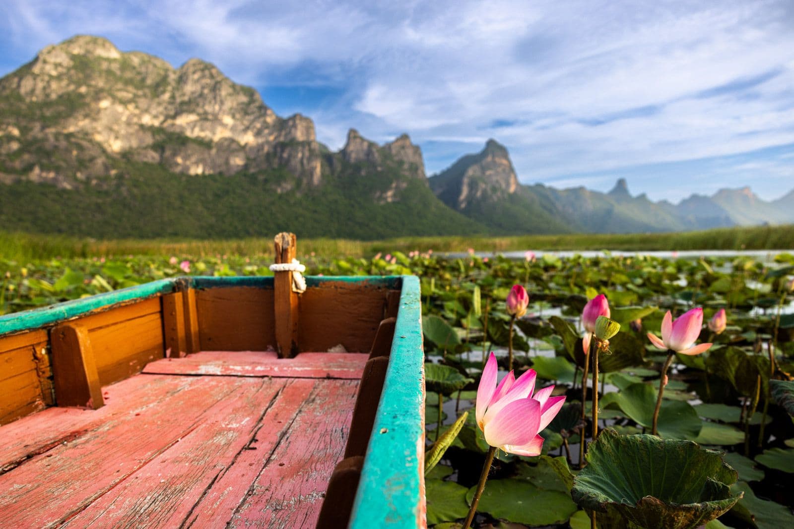 Voyage en Thaïlande - fleurs de lotus roses parsemant le marais Bueng Bua lors d'une excursion en bateau inoubliable