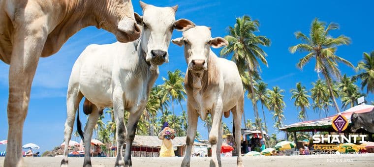 10-bonnes-raisons-de-sejourner-goa.htm