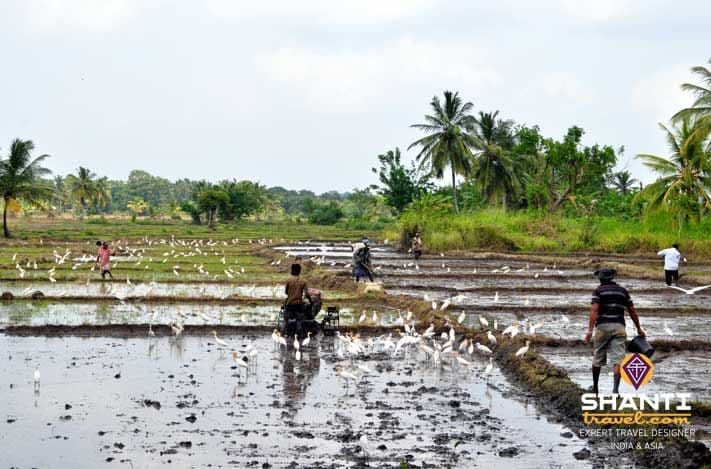 carnet-de-voyage-au-sri-lanka-2.htm