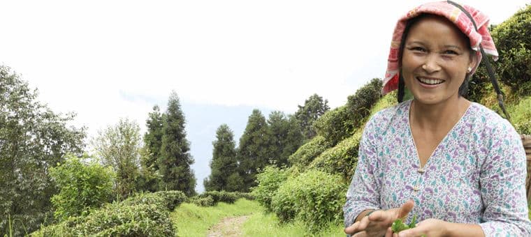 darjeeling-rencontre-petits-producteurs-the.htm