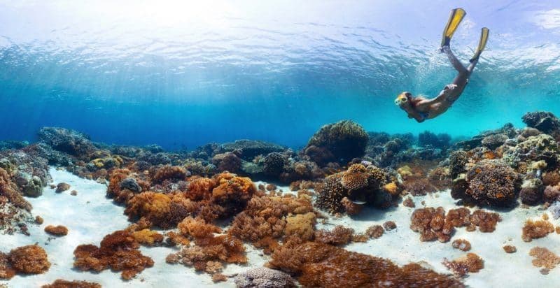 decouverte-monde-coraux-ocean-gardener-bali.htm