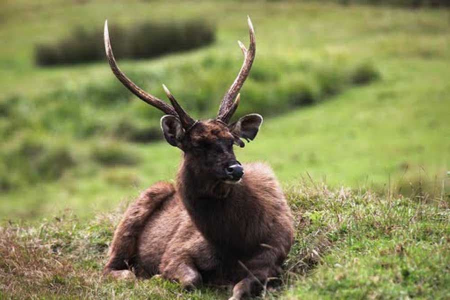 ein-kleiner-urlaub-im-horton-plains-nationalpark-sri-lanka.htm