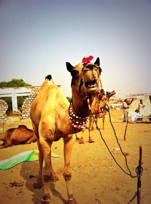 la-foire-de-pushkar-2013.htm