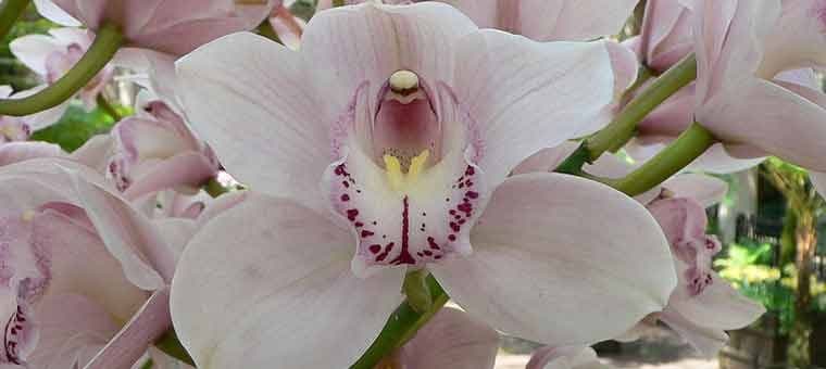 international-flower-show-in-sikkim-2015.htm