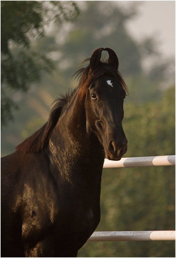 les-chevaux-marwaris-2.htm