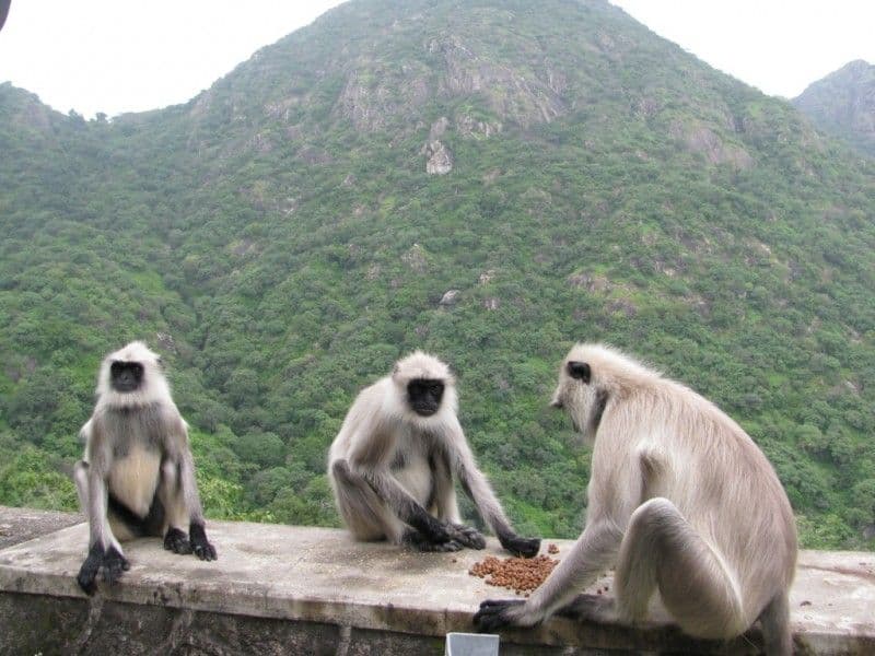 rajasthan-reise-udaipur-nach-jaisalmer.htm