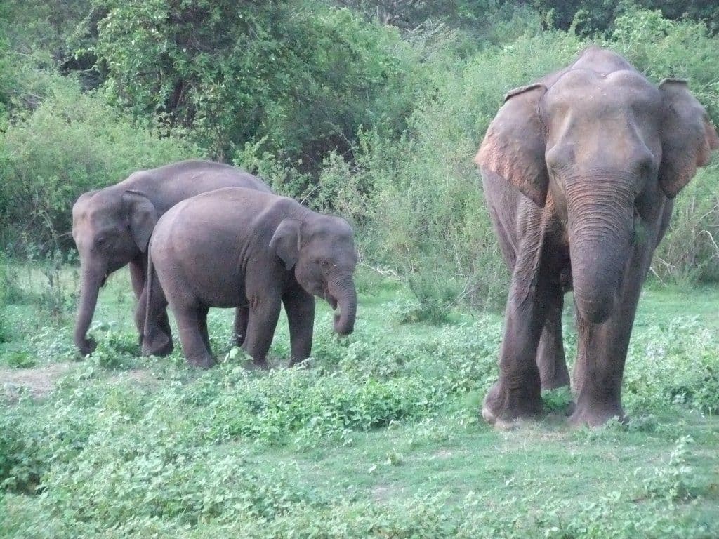safari-minneriya-national-park-travel-sri-lanka.htm