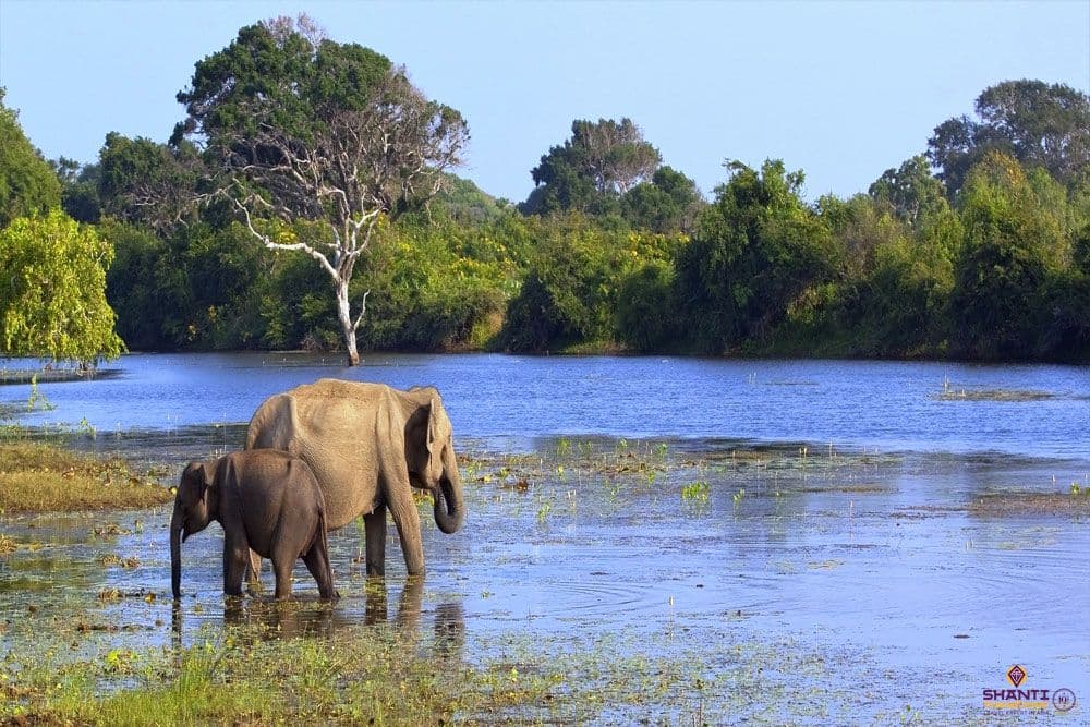 safari-sri-lanka.htm