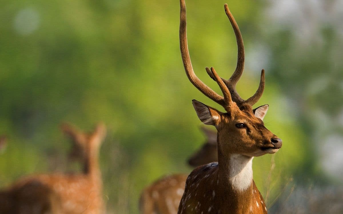 visit-madhya-pradesh-for-a-real-taste-of-wildlife-tourism.htm