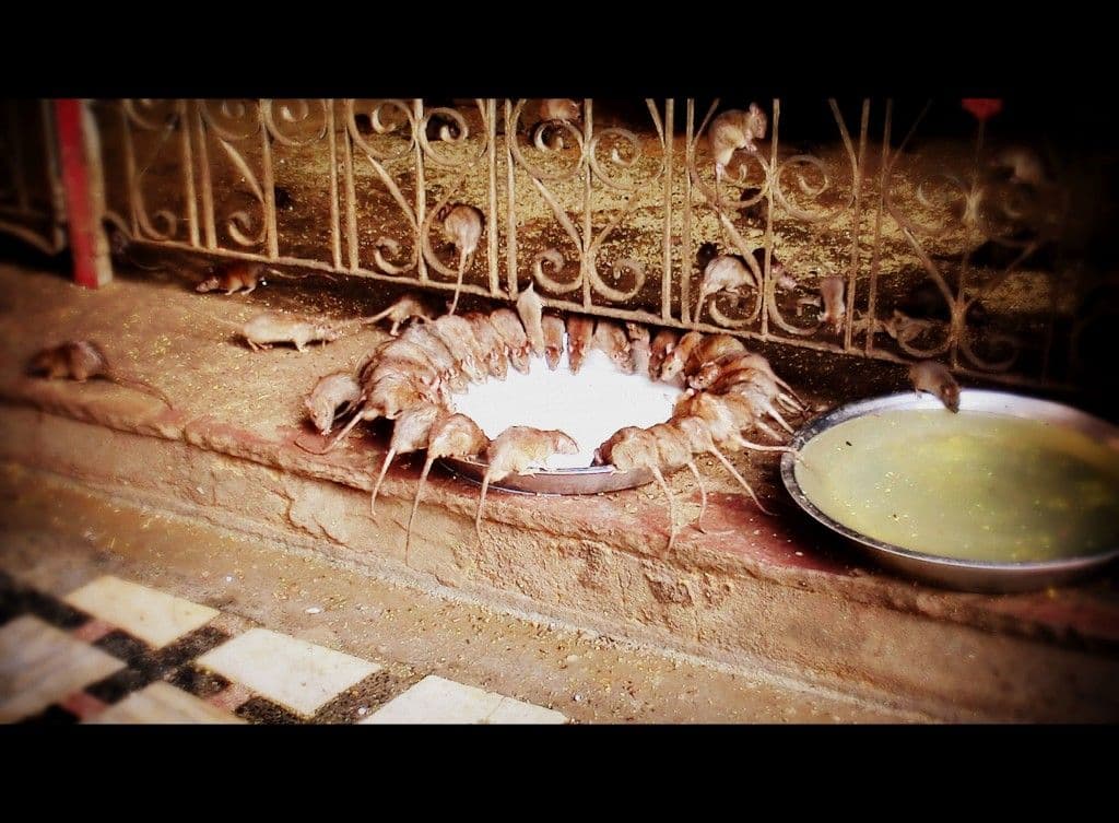 week-end-bikaner.htm