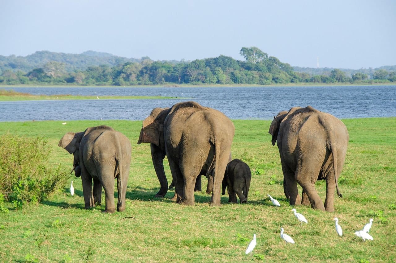 Les animaux que vous croiserez au Sri Lanka