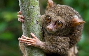 Les animaux de Sulawesi
