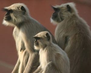 TOP 10 des animaux que vous croiserez en Inde