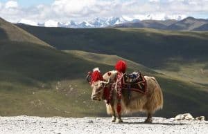 Quand partir au Bhoutan ?